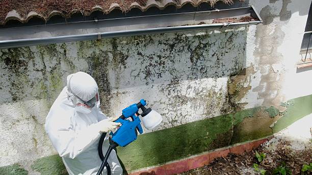 Top rated local Mold Removal specialists in Kintnersville, PA